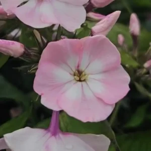 Phlox paniculata 'Famous Pink Eye' (Famous Series)