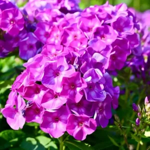 Phlox paniculata 'Laura'