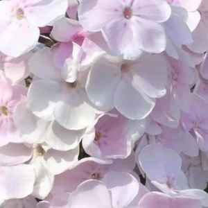 Phlox paniculata 'Monica Lynden-Bell'