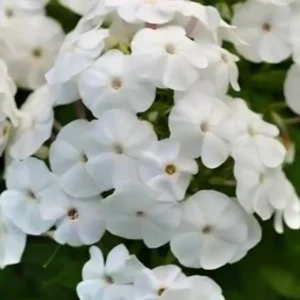 Phlox paniculata 'Top Shelf Pina Colada'