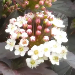 Physocarpus opulifolius Diabolo