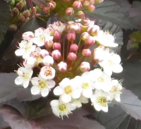 Physocarpus opulifolius Diabolo