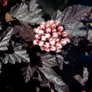 Physocarpus opulifolius Panther