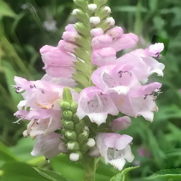 Physostegia virginiana 'Bouquet Rose'  - Image 2