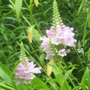 Physostegia virginiana 'Bouquet Rose' 