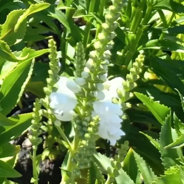 Physostegia virginiana 'Crystal Peak White' - Image 2