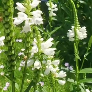 Physostegia virginiana 'Crystal Peak White'