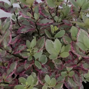 Pittosporum tenuifolium Bannow Bay Breebay