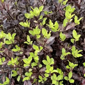 Pittosporum tenuifolium Tom Thumb
