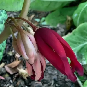 Podophyllum versipelle Spotty Dotty 1