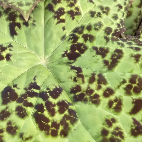 Podophyllum versipelle Spotty Dotty 3