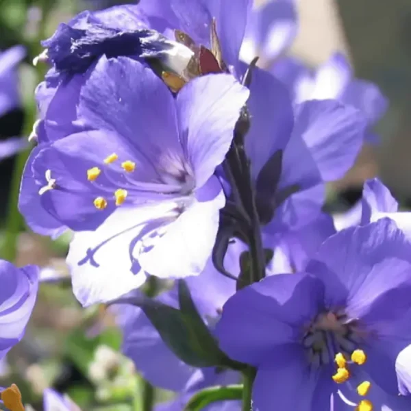 Polemonium Viscosum 'Blue Whirl' (Jacob's ladder)
