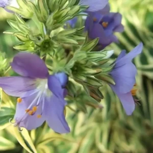 Polemonium caeruleum Brise d'Anjou (Jacob's Ladder)