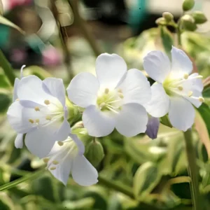 Polemonium reptans 'Stairway to Heaven'