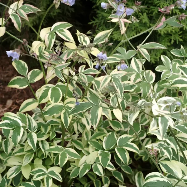 Polemonium reptans 'Stairway to Heaven' - Image 3