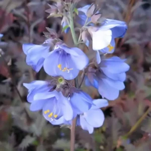 Polemonium yezoense var. hidakanum 'Bressingham Purple'
