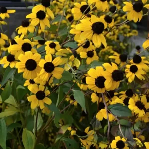 Rudbeckia triloba 'Blackjack Gold'