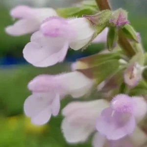Salvia Waverly 1 1 compress