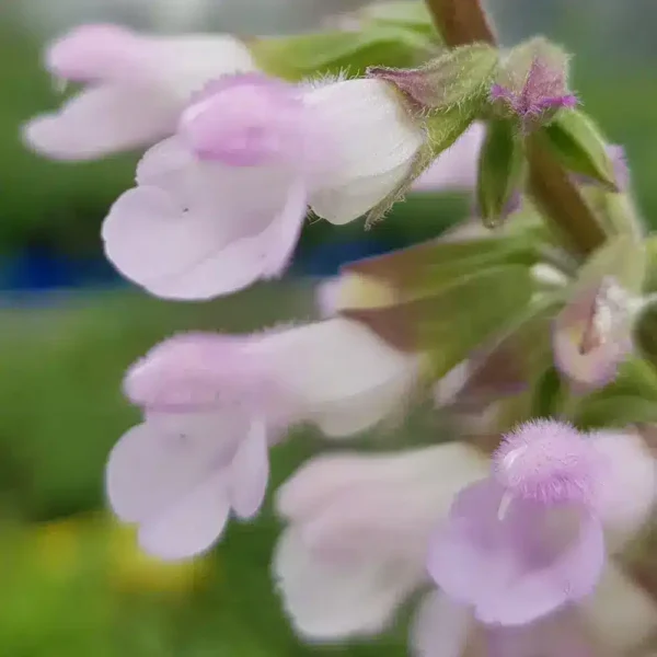 Salvia Waverly 1 1 compress