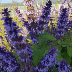 Salvia verticillata Hannays Blue 1 1 compress