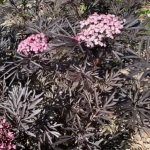 Sambucus nigra f. porphyrophylla Blue Sheen