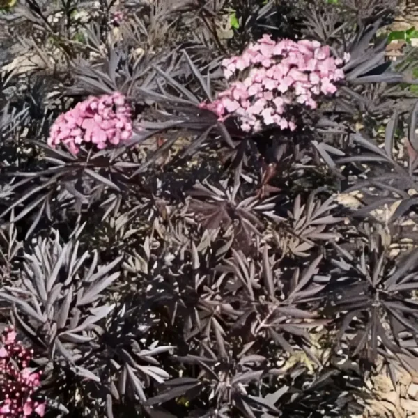Sambucus nigra f. porphyrophylla Blue Sheen