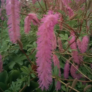Sanguisorba hakusanensis 'Lilac Squirrel'