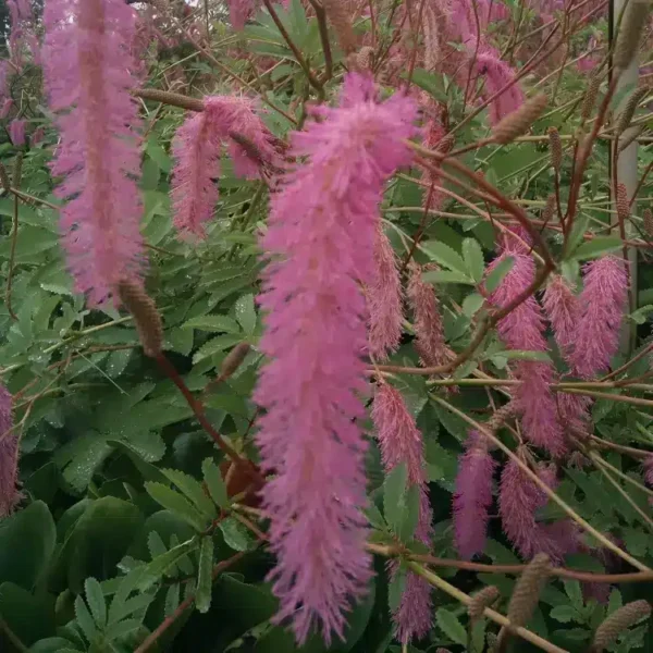 Sanguisorba hakusanensis 'Lilac Squirrel'