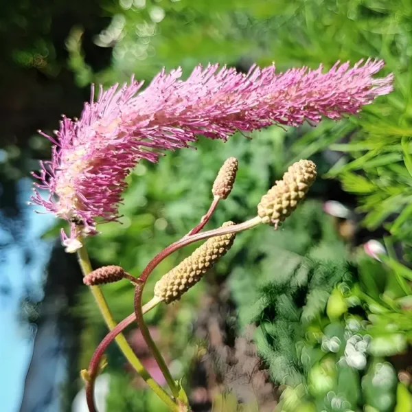 Sanguisorba hakusanensis 'Lilac Squirrel' - Image 2