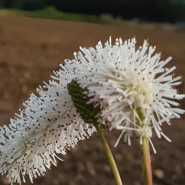 Sanguisorba hakusanensis 'White Brushes' - Image 2