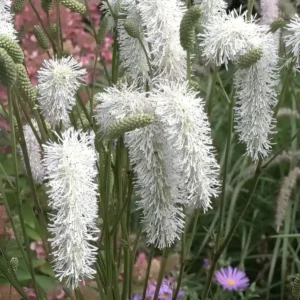 Sanguisorba hakusanensis 'White Brushes'