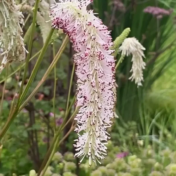 Sanguisorba hakusanensis 'White Brushes' - Image 3