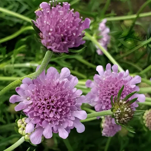 Scabiosa 'Vivid Violet' (Pincushion Flower) - Image 3