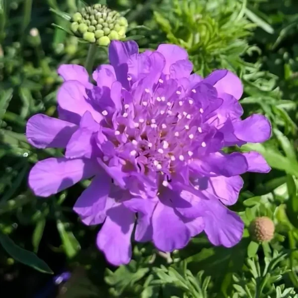 Scabiosa 'Vivid Violet' (Pincushion Flower)
