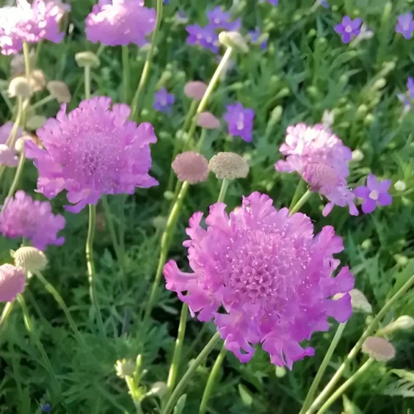 Scabiosa 'Vivid Violet' (Pincushion Flower) - Image 2