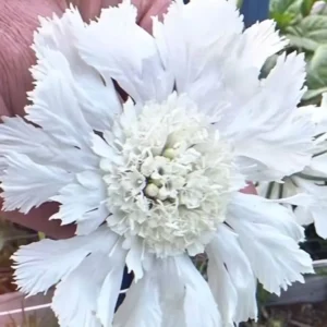 Scabiosa caucasica 'Fama White'