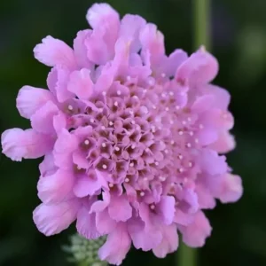 Scabiosa columbaria 'Flutter Rose Pink '
