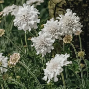 Scabiosa columbaria 'Flutter White'