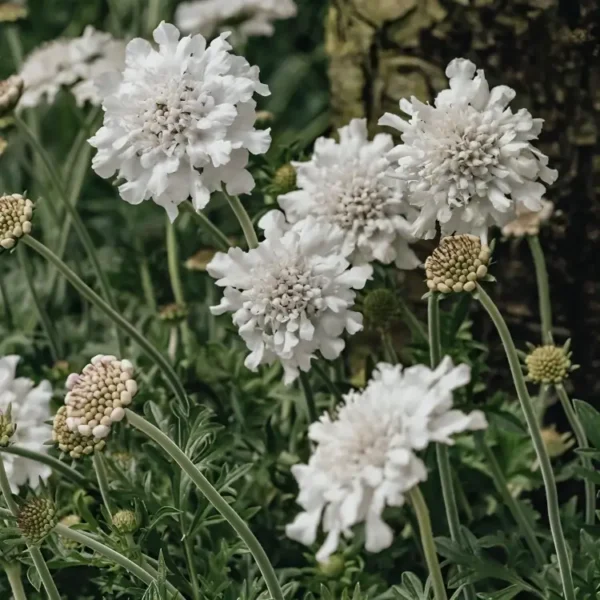Scabiosa columbaria 'Flutter White'