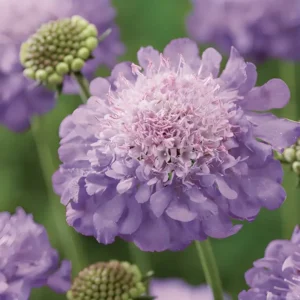 Scabiosa columbaria 'Mariposa Blue'