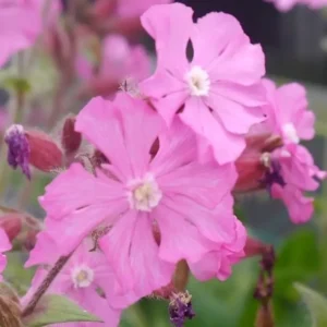 Silene 'Rollies Favourite'