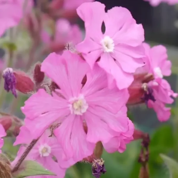 Silene 'Rollies Favourite'