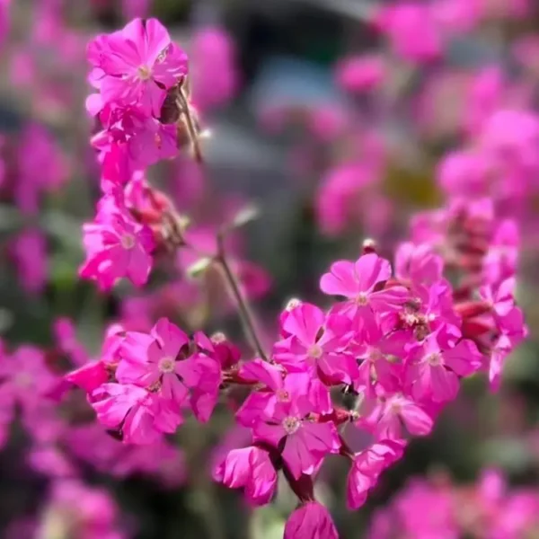 Silene 'Rollies Favourite' - Image 3