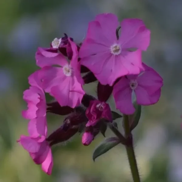 Silene 'Rollies Favourite' - Image 2