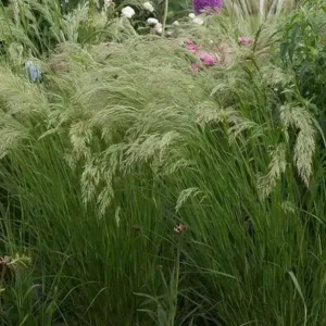 Stipa calamagrostis Allgau