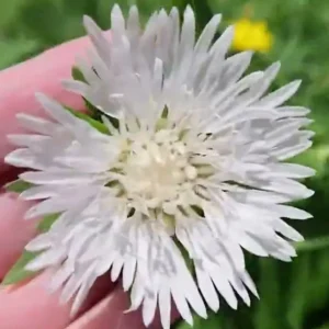 Stokesia laevis 'Divinity'