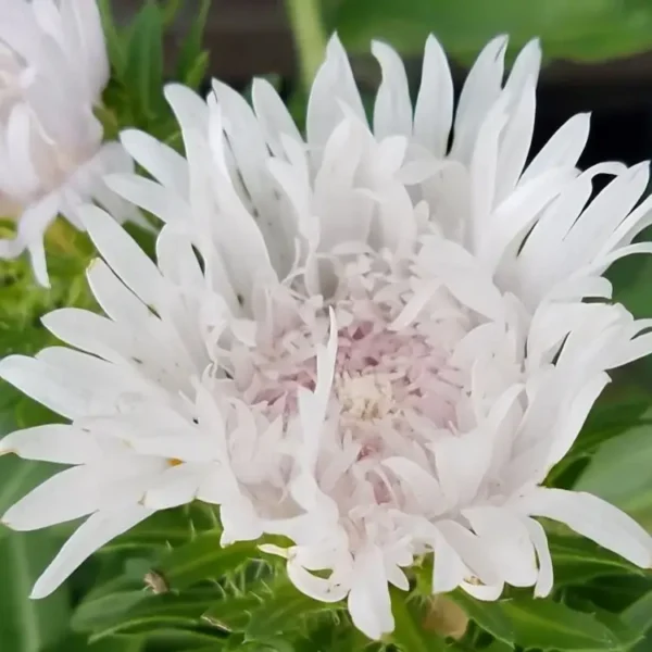Stokesia laevis 'Divinity' - Image 2