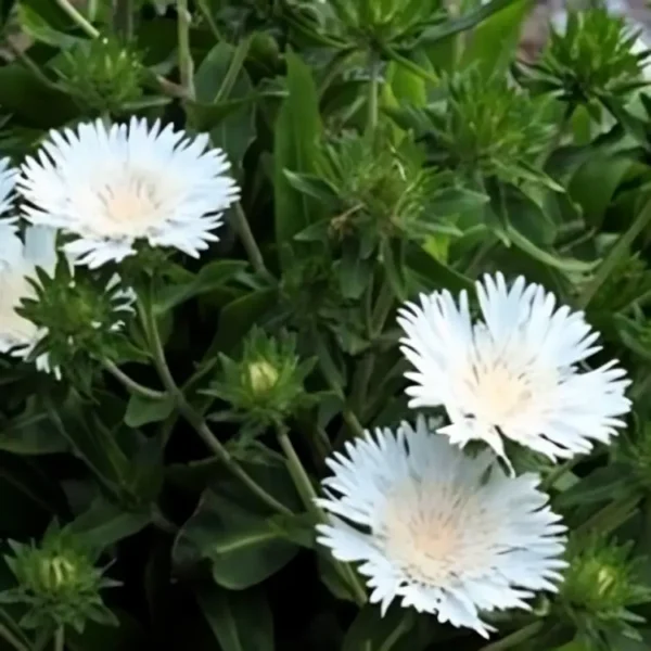 Stokesia laevis 'Divinity' - Image 3