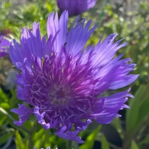 Stokesia laevis 'Klaus Jelitto'