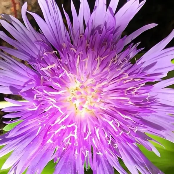 Stokesia laevis 'Klaus Jelitto' - Image 2